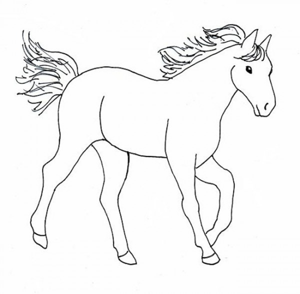 600x588 Horse Outline Drawing - Horse Outline Drawing