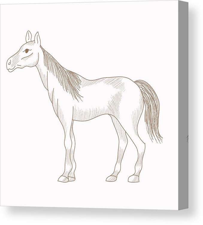 678x750 hand drawn horse, pencil drawing of mare canvas print canvas art - Horse Pencil Drawing