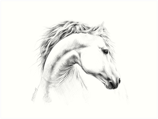 549x413 Horse Pencil Drawing Art Prints - Horse Pencil Drawing