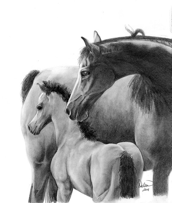 570x675 Horses Pencil Drawing Print Fine Art Print Wall Art Home Etsy - Horse Pencil Drawing