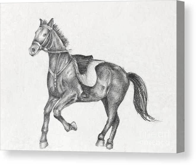 661x556 Pencil Drawing Of A Running Horse Canvas Print Canvas Art - Horse Pencil Drawing