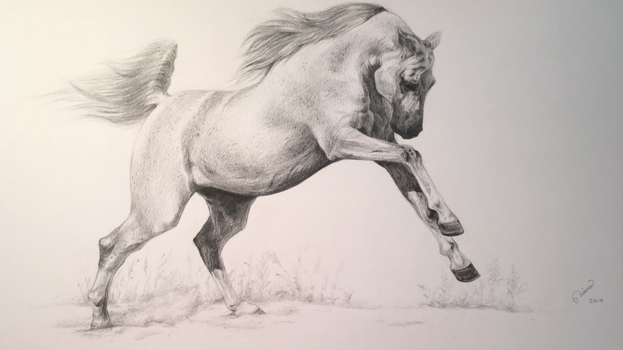 1280x720 Arabian Horse - Horse Pencil Drawing