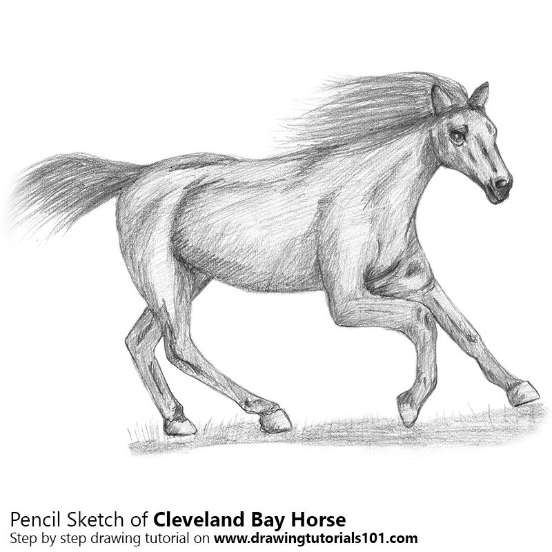 800x800 cleveland bay horse pencil drawing - Horse Pencil Drawing