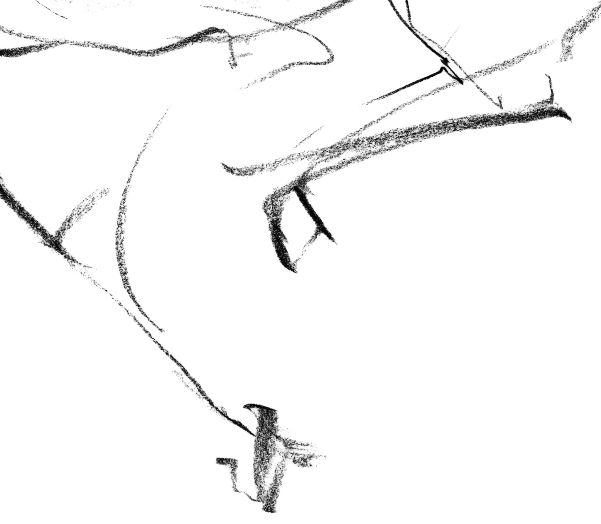 2048x1787 Abstract Horse Drawing Ann Adams Art - Horse Pictures Drawing