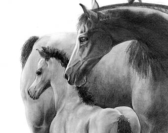 340x270 Horse Drawing Etsy - Horse Pictures Drawing
