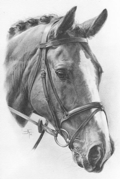 402x600 horse portraits and livestock drawings - Horse Pictures Drawing