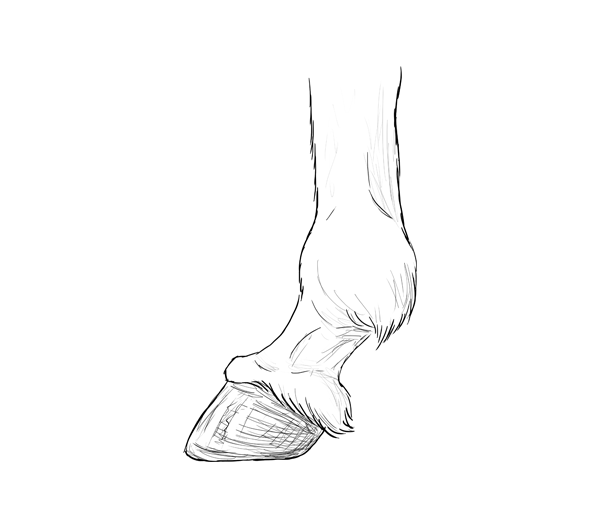 600x515 How To Draw Animals Horses, Their Anatomy And Poses - Horse Pictures Drawing