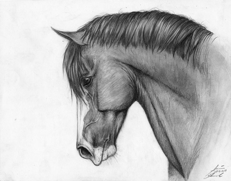 736x577 pictures of horse drawings clip art - Horse Pictures Drawing