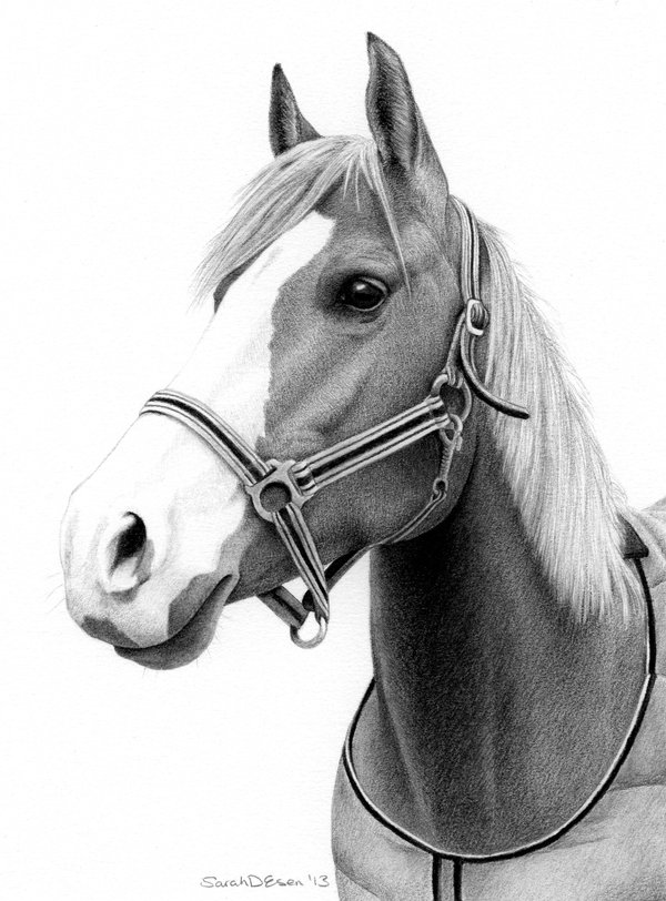 Horse Portrait Drawing