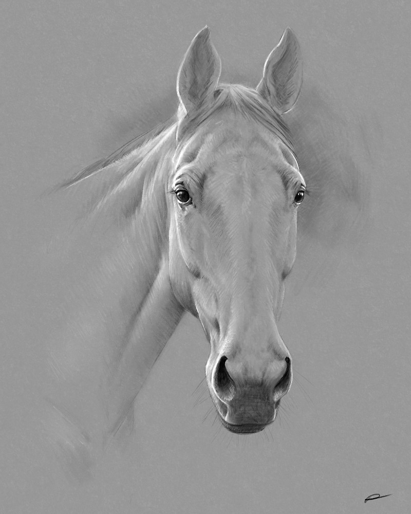 800x1000 Horse - Horse Portrait Drawing
