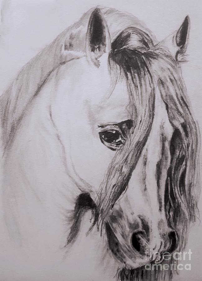 649x900 Horse Portrait Drawing - Horse Portrait Drawing