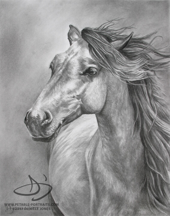 567x720 horse portraits horse drawing painting portraits daniele jones - Horse Portrait Drawing