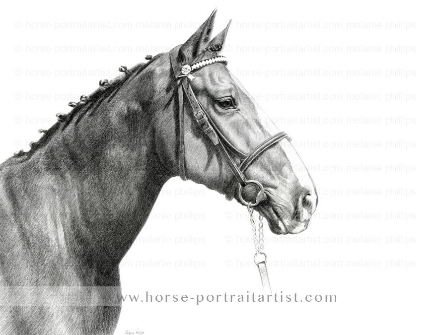 880x675 Horse Portraits In Pencil Art That I Like Horses, Pencil - Horse Portrait Drawing