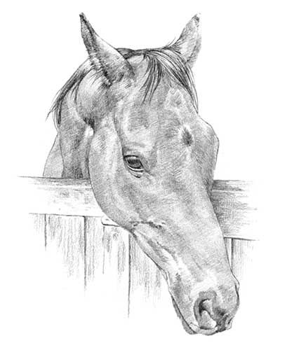 409x510 Horse Pencil Portrait Drawing - Horse Portrait Drawing