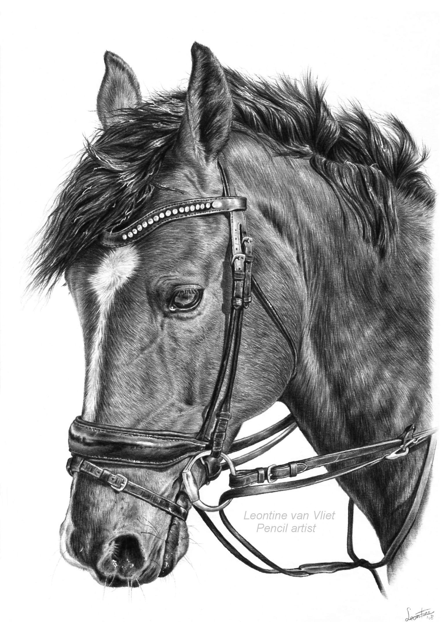 1526x2145 Horse Portrait Drawing Drawing - Horse Portrait Drawing