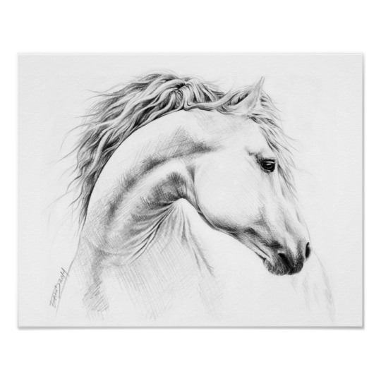 540x540 Horse Portrait Pencil Drawing Poster - Horse Portrait Drawing
