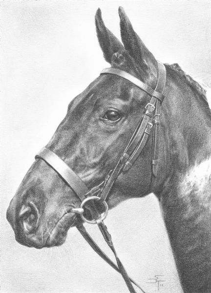 432x600 Horse Portraits And Livestock Drawings - Horse Portrait Drawing