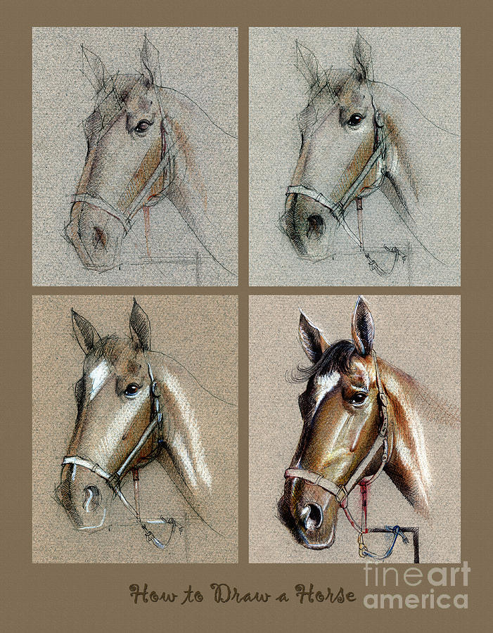 701x900 How To Draw A Horse Portrait Drawing - Horse Portrait Drawing