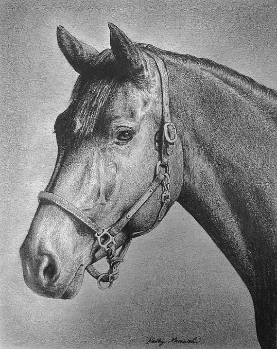 570x718 Lg Custom Portrait Drawing Art Of Your Horse Or Dog - Horse Portrait Drawing
