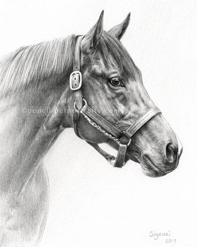 400x502 Pencil Pet Portraits - Horse Portrait Drawing