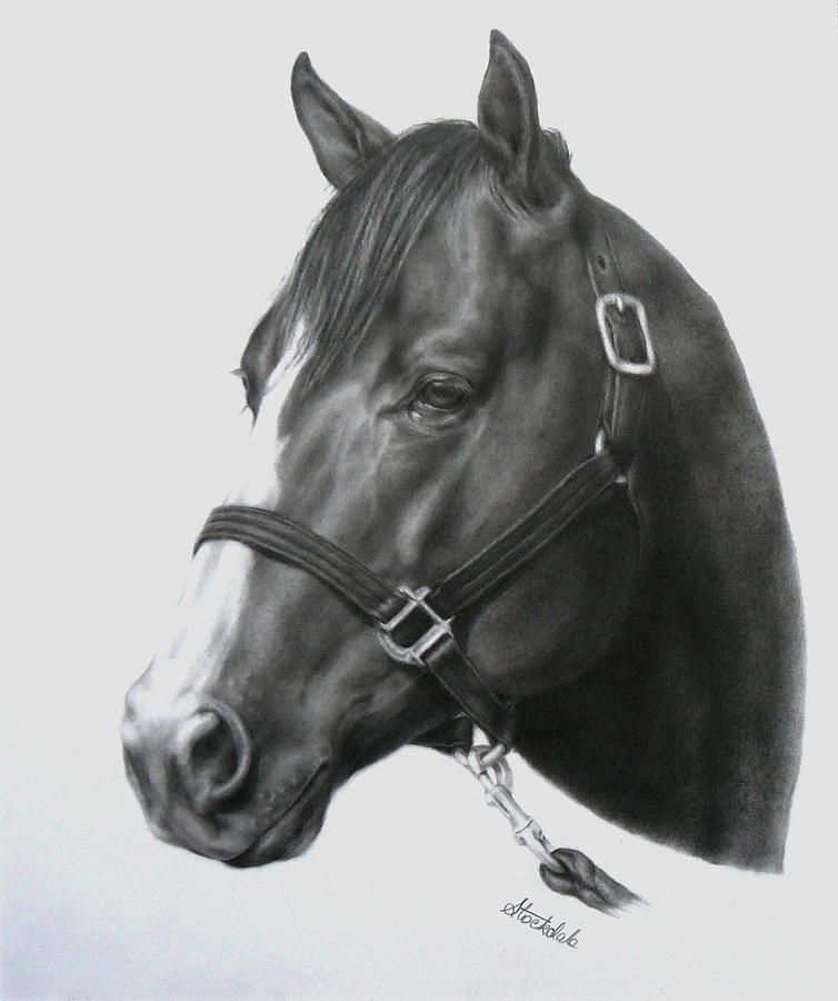754x900 Quarter Horse Portrait Drawing - Horse Portrait Drawing