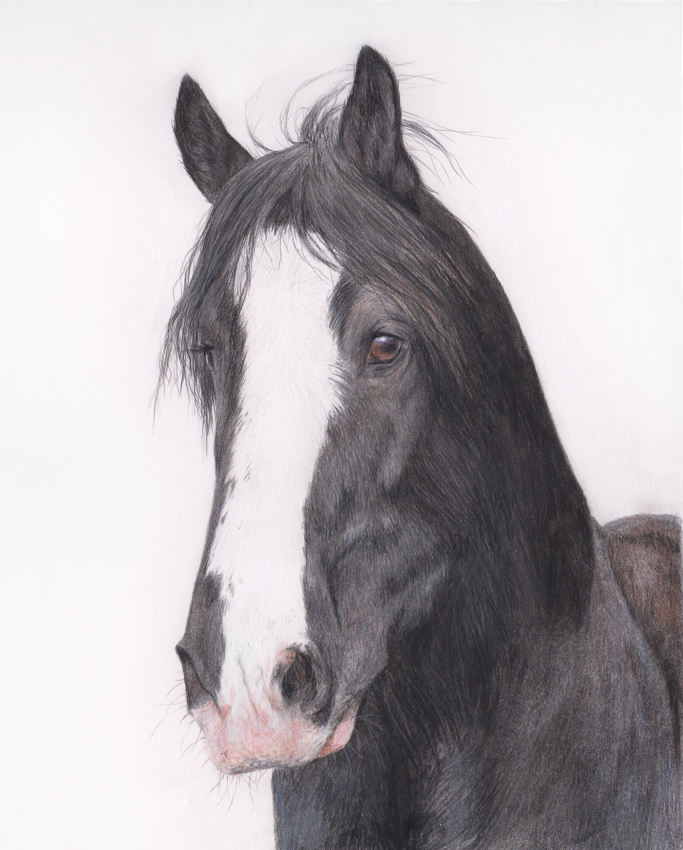 2377x2958 shire horse portrait describing the struggles and advances - Horse Portrait Drawing