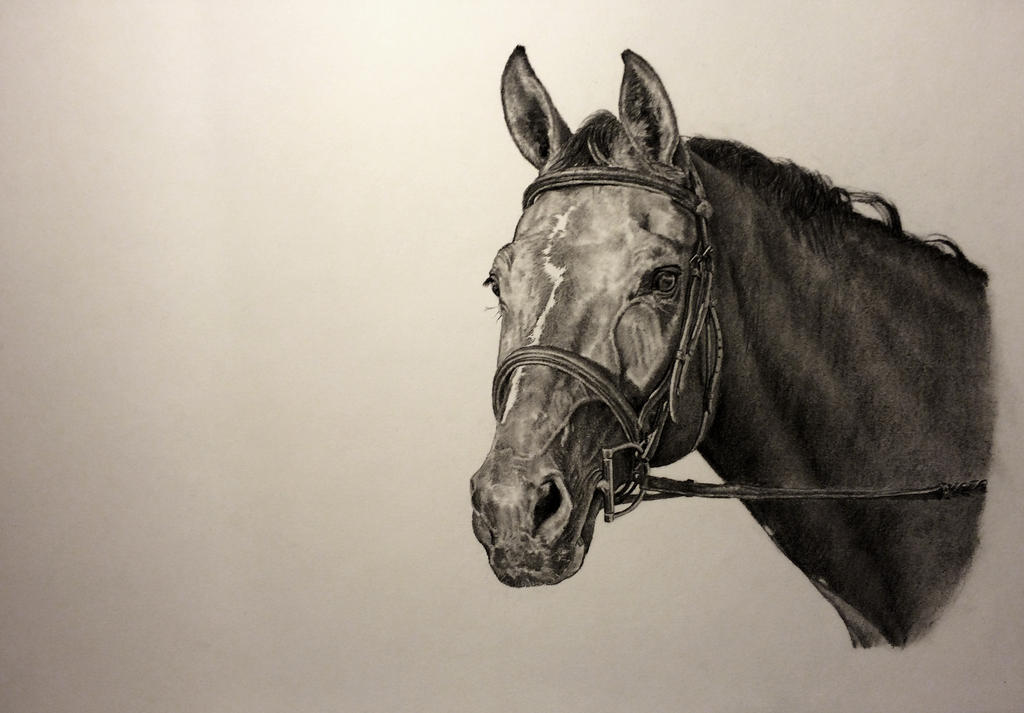 Horse Portrait Drawing at PaintingValley.com | Explore collection of ...