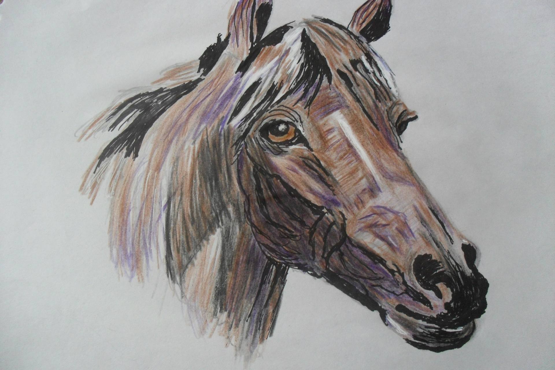 1920x1280 Horse Portrait Drawing - Horse Portrait Drawing