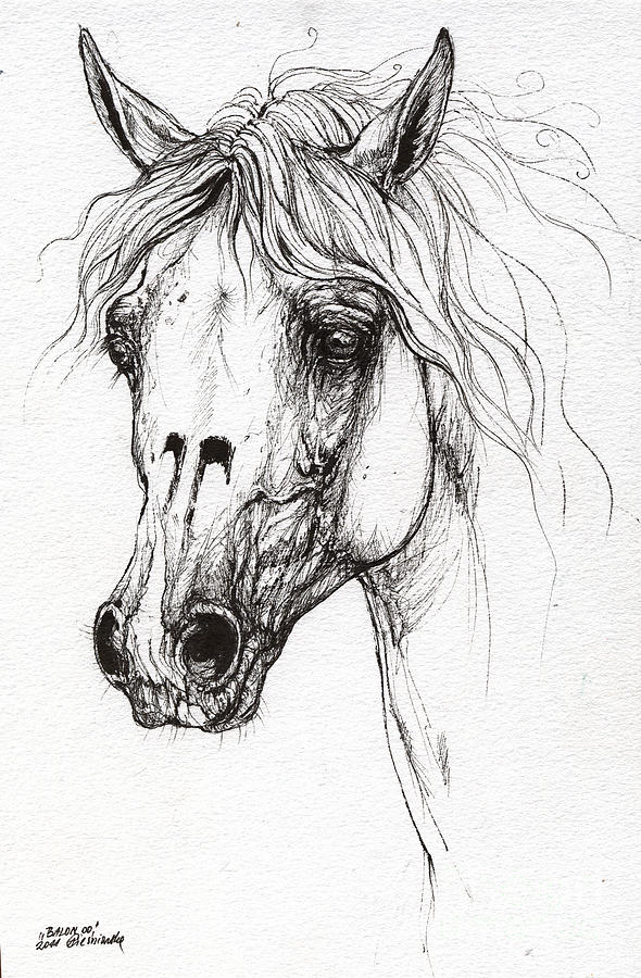 Horse Portrait Drawing at PaintingValley.com | Explore collection of ...