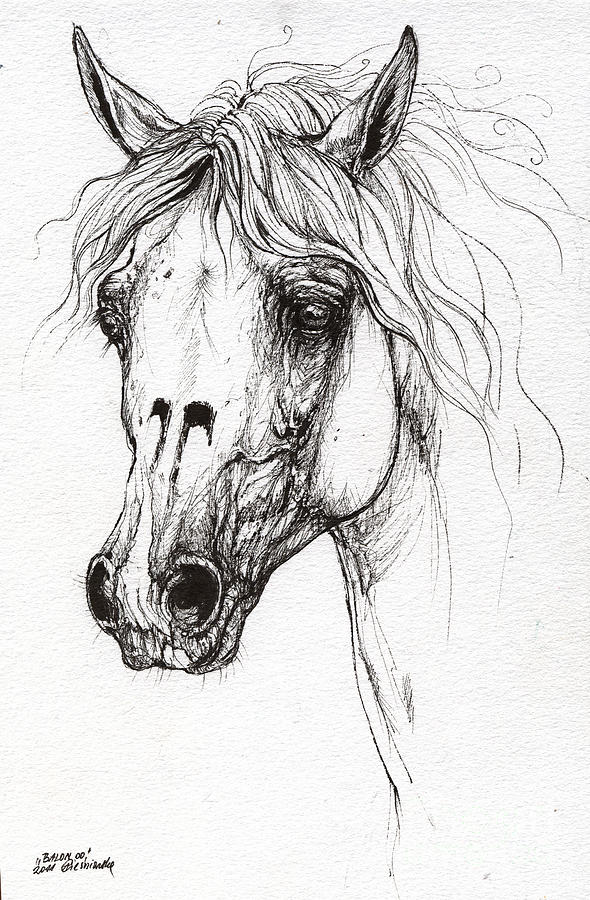 590x900 Balon Polish Arabian Horse Portrait Drawing - Horse Portrait Drawing