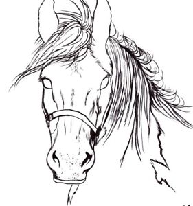 281x300 Black And White Animal Horse Portrait Drawing, Hand Drawn Art Ebay - Horse Portrait Drawing