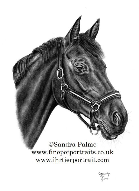 487x672 Charcoal Horse Drawings - Horse Portrait Drawing