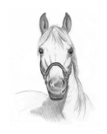 346x432 Drawing Sketch Study Of An Arabian Horse In Graphite Pencil - Horse Portrait Drawing