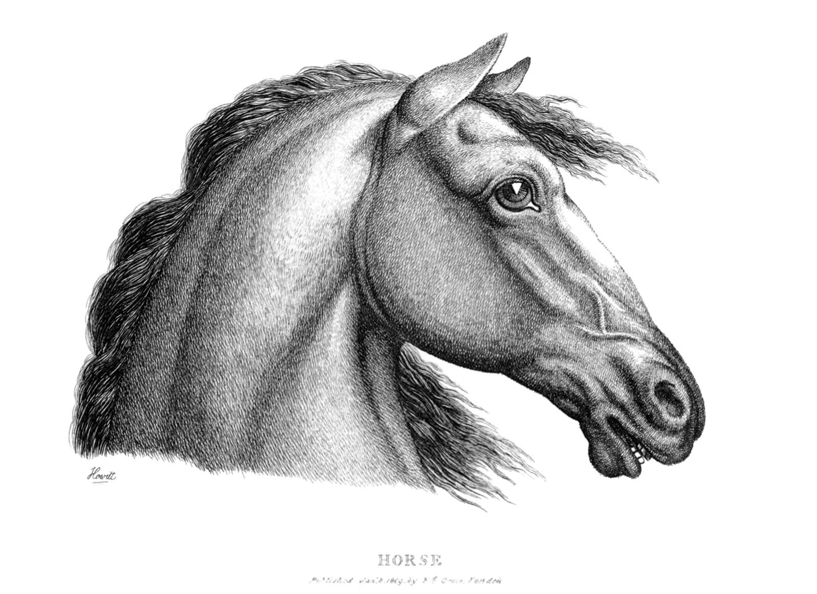 1600x1162 Horse's Profile Old Book Illustrations - Horse Profile Drawing