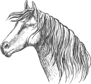 320x295 Horse Profile Drawing - Horse Profile Drawing