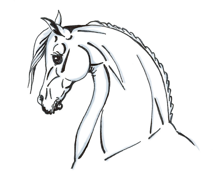 900x718 Horse Profile Sketch Drawing - Horse Profile Drawing