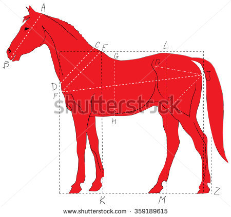 450x423 Pictures Horse Profile Drawing - Horse Profile Drawing