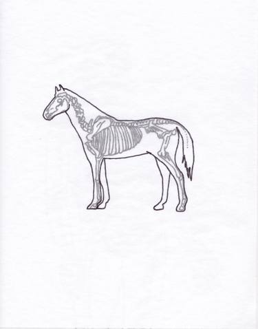 375x478 Horse Profile Drawing - Horse Profile Drawing