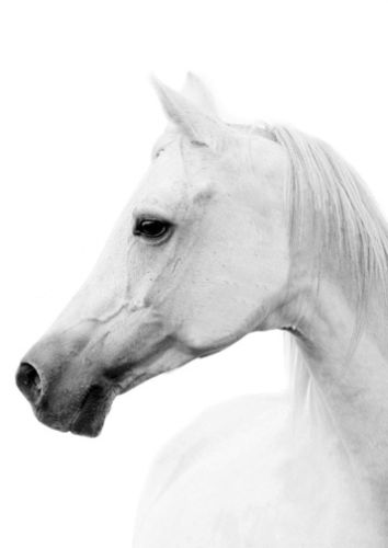 354x500 Beautiful White Horse Profile Large Size Quality Canvas Art - Horse Profile Drawing