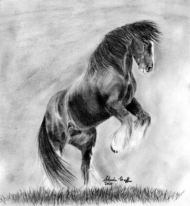 Horse Rearing Up Drawing at PaintingValley.com | Explore collection of