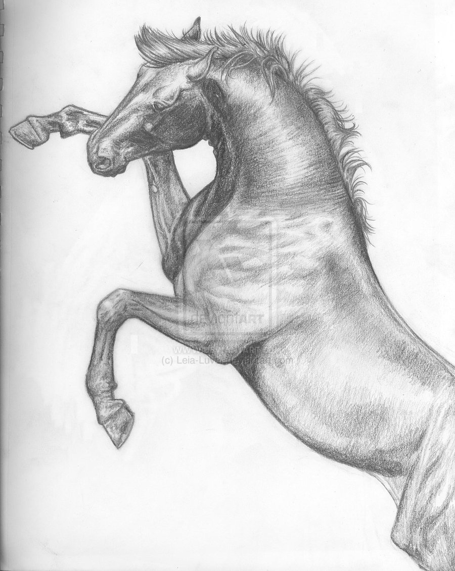 Horse Rearing Up Drawing at Explore collection of