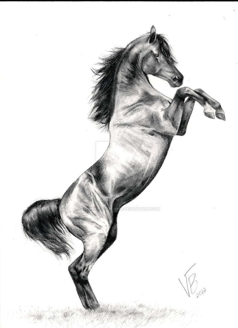 Rearing Horse Drawing