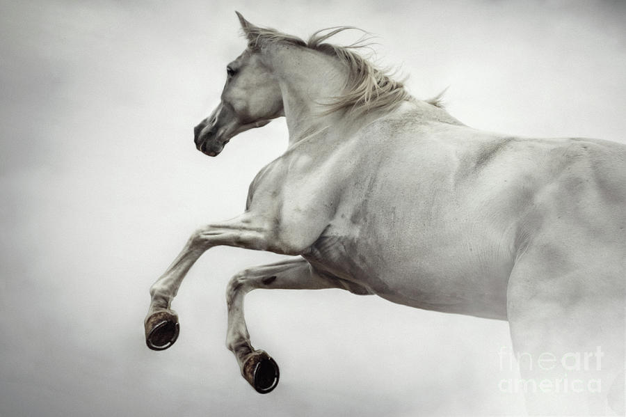 900x599 white horse rearing up photograph - Horse Rearing Up Drawing