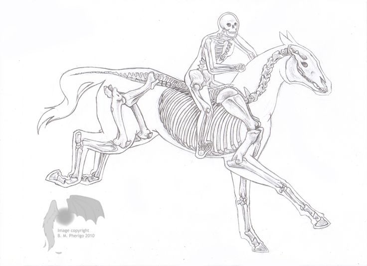 736x534 Horse Rider Skeleton - Horse Riding Drawing