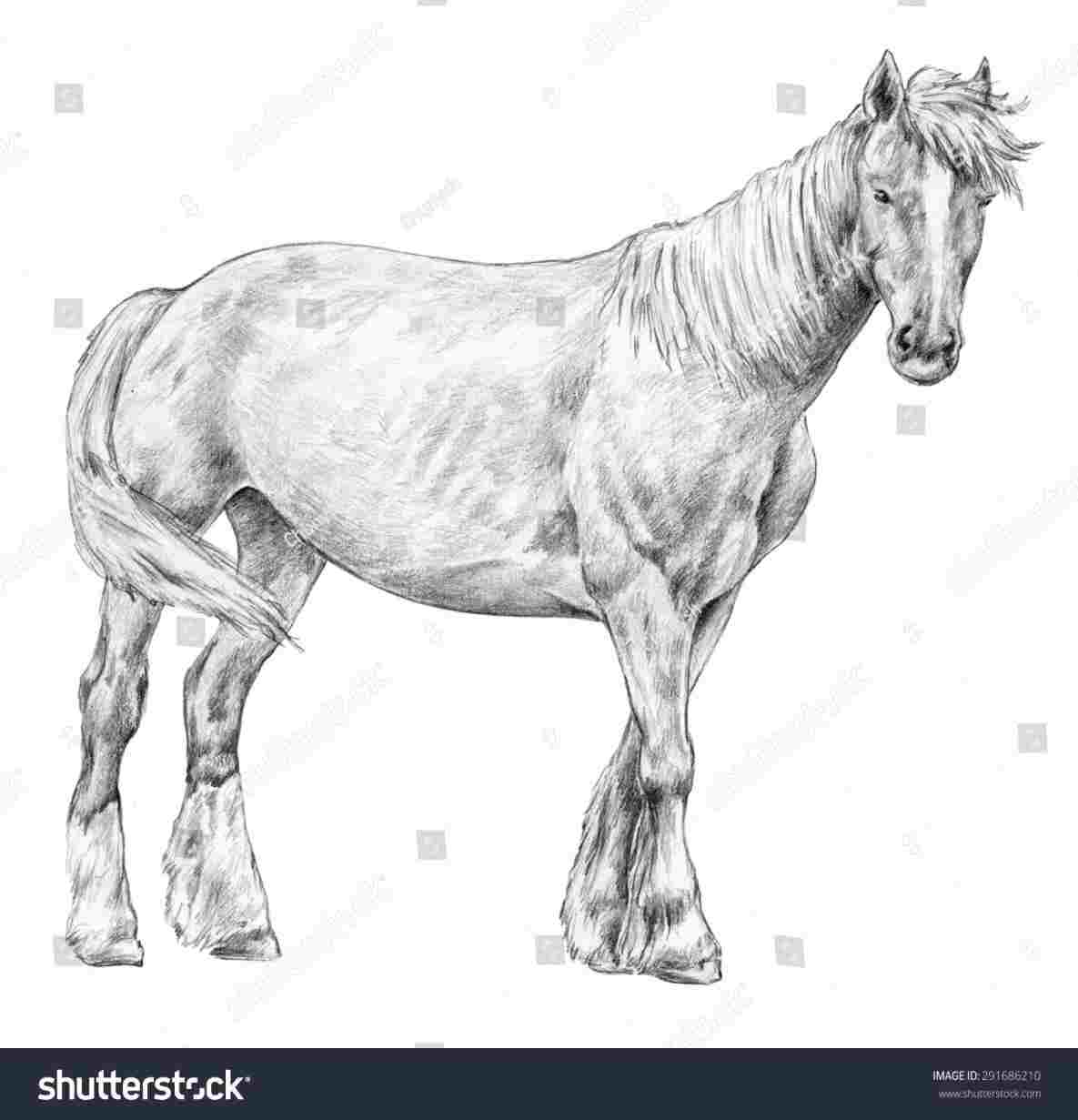 1185x1231 Simple Pencil Sketches Of Horse - Horse Simple Drawing