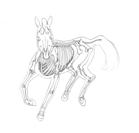 Horse Skeleton Drawing