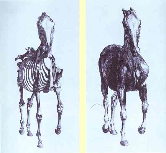 563x517 frontal view of the skeleton of a horse, study no from 'the - Horse Skeleton Drawing