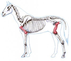 300x256 Gaits In Horses And Humans Understanding The Horse - Horse Skeleton Drawing