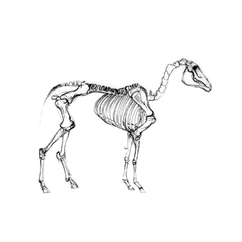 Horse Skeleton Drawing at PaintingValley.com | Explore collection of ...