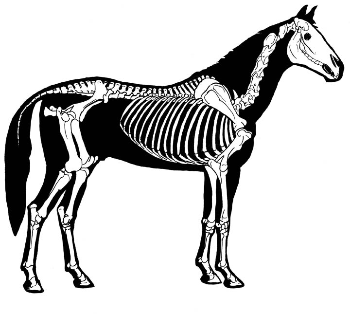 Horse Skeleton Drawing At PaintingValley Explore Collection Of 